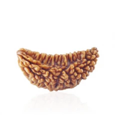 1 face rudraksha 1 mukhi rudraksha 230x230 1