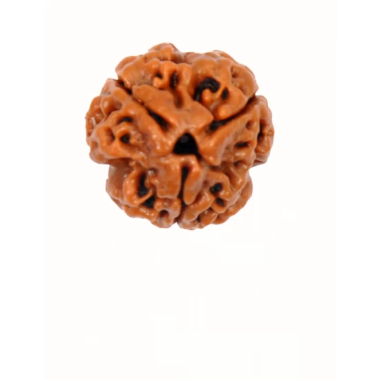 3 mukhi rudraksha 3 mukhi 3 mukhi rudraksha price 3 face rudraksha three mukhi rudraksha